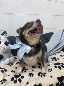 Chihuahua Dogs Available for Adoption - Cooper | PetCurious