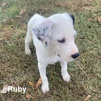 Ruby -  Retriever Dog for Adoption in Glocester, Rhode Island - Ruby | PetCurious