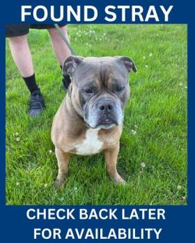 Chopper -  American Bulldog and Pit Bull Terrier Dog for Adoption in Hamilton Township, New Jersey - Chopper | PetCurious