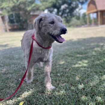 Rescue Wheaten Terrier and Border Terrier Dogs for Adoption in Houston, Texas - Mandy | PetCurious