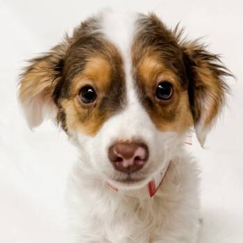 Rescue Mixed Breed Dogs for Adoption in Parker, Colorado - 818 (2025) Buttercup | PetCurious