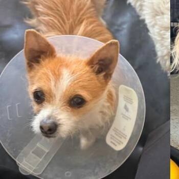 Chihuahua Dogs Available for Adoption - Baby | PetCurious