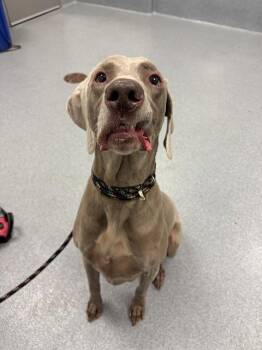 HEMI -  Weimaraner Dog for Adoption in Indianapolis, Indiana - HEMI | PetCurious
