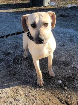 Rescue Mixed Breed Dogs for Adoption in Windsor, Missouri - Precious | PetCurious