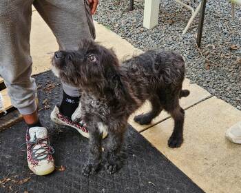 Sylva -  Terrier Dog for Adoption in Mocksville, North Carolina - Sylva | PetCurious