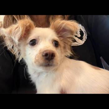 Reya -  Australian Shepherd and Cocker Spaniel Dog for Adoption in Agua Dulce, California - Reya | PetCurious