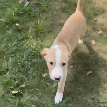 Benny -  Mixed Breed Dog for Adoption in Bismarck, North Dakota - Benny | PetCurious