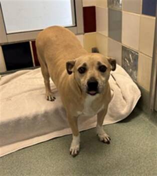 Rescue Beagle and Labrador Retriever Dogs for Adoption in Plano, Texas - Daisy A210892 | PetCurious