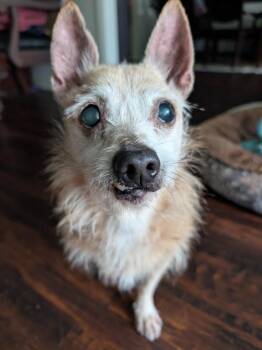 Chihuahua and Cairn Terrier Dogs Available for Adoption in Bryan, Texas - Jazzy J | PetCurious
