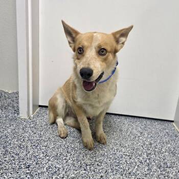 Rocket -  Cardigan Welsh Corgi and Cattle Dog Dog for Adoption in Great Falls, Montana - Rocket | PetCurious