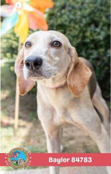 Baylor -  Mixed Breed Dog for Adoption in Mobile, Alabama - Baylor | PetCurious