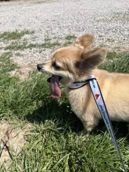Papillon Dogs Available for Adoption in Waterloo, Illinois - Murphy | PetCurious