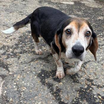 Mixed Breed Dogs Available for Adoption in Auburn, Alabama - Bocephus | PetCurious