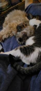 Havanese and Poodle Dogs Available for Adoption - Romeo | PetCurious