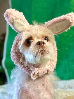 Shih Tzu Dogs Available for Adoption - Panni - Special Needs | PetCurious