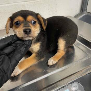 Terrier and Chihuahua Dogs Available for Adoption in Allen, Texas - Haven C508 | PetCurious