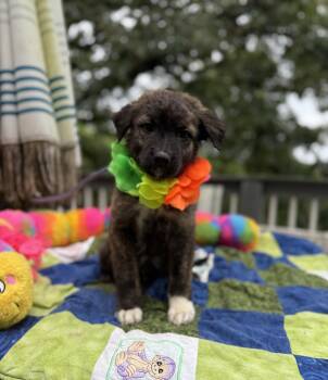 Vince Gill -  Spitz and Terrier Dog for Adoption - Vince Gill | PetCurious
