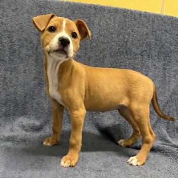 Cove -  Pit Bull Terrier Dog for Adoption in Beaumont, Texas - Cove | PetCurious