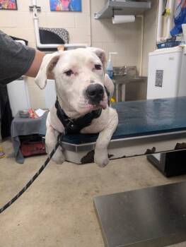 Dizzy -  American Bulldog Dog for Adoption in Mobile, Alabama - Dizzy | PetCurious