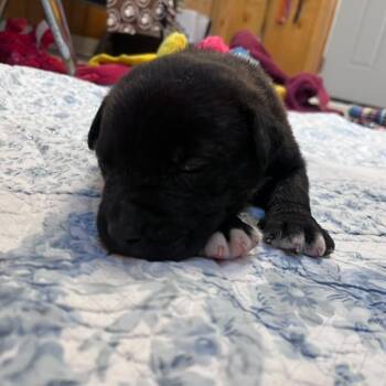 Ferb -  American Bulldog Dog for Adoption in San Pablo, California - Ferb | PetCurious