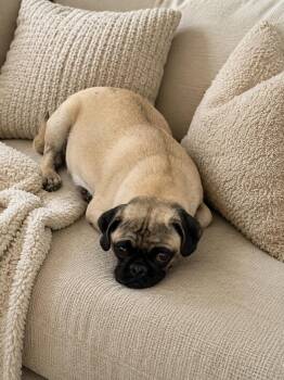 Pug and Puggle Dogs Available for Adoption in Fresno, California - Honey | PetCurious