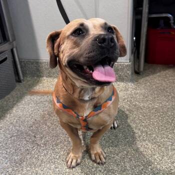 Honey* -  Pit Bull Terrier Dog for Adoption in San Gabriel, California - Honey* | PetCurious