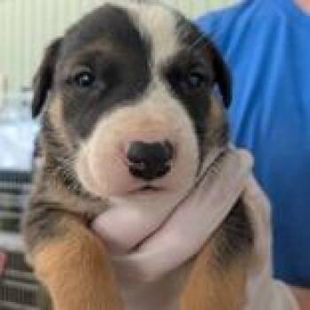 Zachary - Butler Campus -  Mixed Breed Dog for Adoption in Flagstaff, Arizona - Zachary - Butler Campus | PetCurious