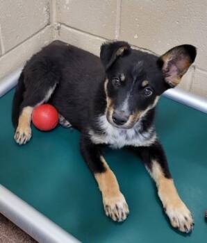 Ernie -  Mixed Breed Dog for Adoption in Kalispell, Montana - Ernie | PetCurious