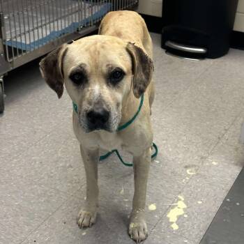 Rescue Pit Bull Terrier and Labrador Retriever Dogs for Adoption in Bastrop, Texas - Peacemaker 25-11-018 | PetCurious