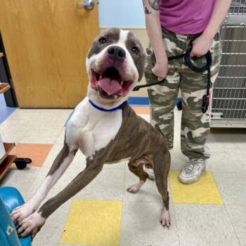 Cousin -  Pit Bull Terrier Dog for Adoption in Sioux City, Iowa - Cousin | PetCurious