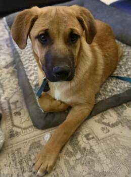 Shepherd Dogs Available for Adoption in Pagosa Springs, Colorado - Ska | PetCurious