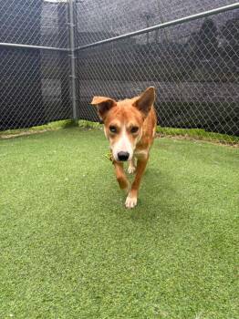 Husky and American Dogs Available for Adoption in New Kensington, Pennsylvania - Tod | PetCurious