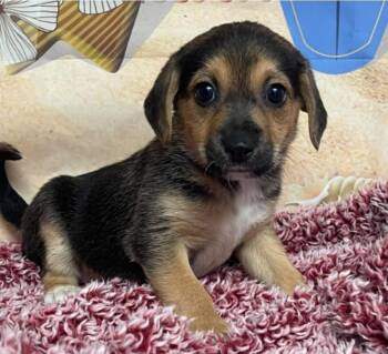 Chihuahua and Beagle Dogs Available for Adoption - Louvre | PetCurious