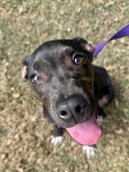 Bob -  Terrier Dog for Adoption in Tom Bean, Texas - Bob | PetCurious