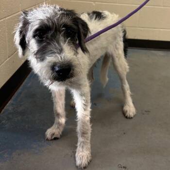 Antoinette -  Mixed Breed Dog for Adoption in Memphis, Tennessee - Antoinette | PetCurious