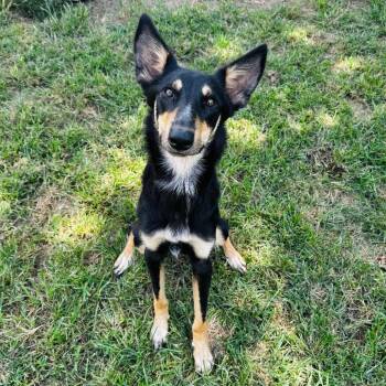 Zendaya -  Shepherd and Mixed Breed Dog for Adoption in Brownsboro, Alabama - Zendaya | PetCurious