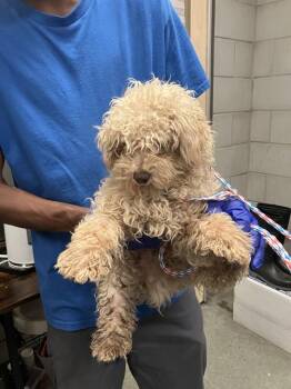 Mixed Breed Dogs Available for Adoption - A1280874 | PetCurious