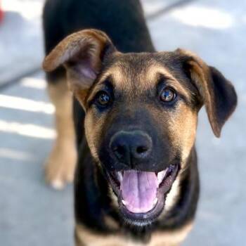 Doberman Pinscher and Husky Dogs Available for Adoption - Double Rainbow | PetCurious