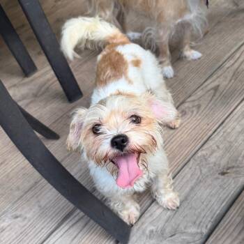Lilo -  Shiba Inu and Maltese Dog for Adoption in Houston, Texas - Lilo | PetCurious