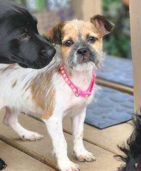 Yorkshire Terrier and Cairn Terrier Dogs Available for Adoption in Austin, Texas - Tabitha | PetCurious