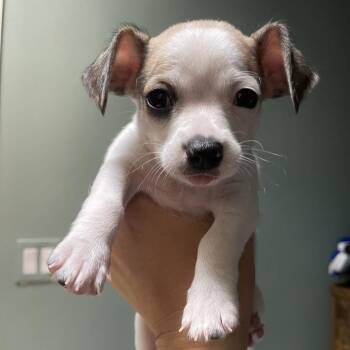 Hawking -  Chihuahua and Mixed Breed Dog for Adoption in Los Angeles, California - Hawking | PetCurious