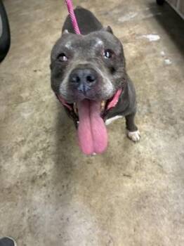 Oakley -  Pit Bull Terrier and Mixed Breed Dog for Adoption in Gainesville, Florida - Oakley | PetCurious