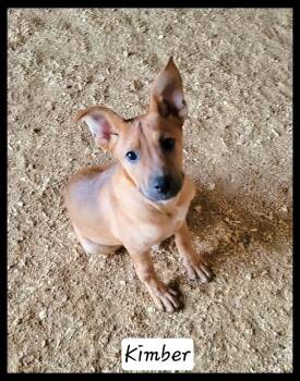 Shepherd Dogs Available for Adoption in Granbury, Texas - Kimber | PetCurious