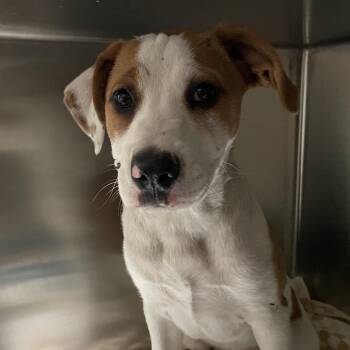 Pit Bull Terrier Dogs Available for Adoption in Pasadena, California - Tater Tot | PetCurious