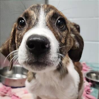 Rian -  Mixed Breed Dog for Adoption - Rian | PetCurious