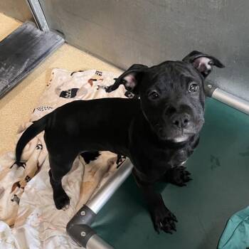Victoria -  Mixed Breed Dog Available for Adoption in Fairport, New York - Victoria | PetCurious