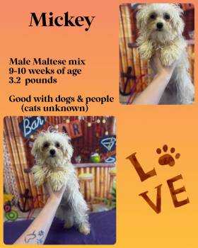 Rescue Maltese Dogs for Adoption in Manchester, Connecticut - Mickey | PetCurious