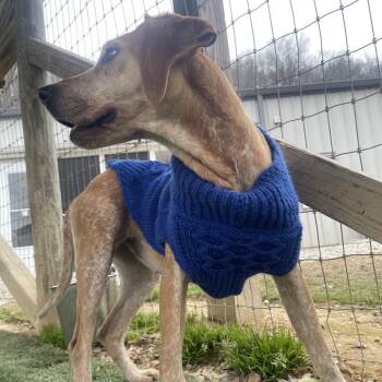 Hound and Mixed Breed Dogs Available for Adoption - Snicker Doodle | PetCurious