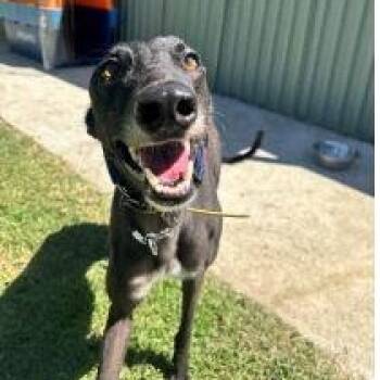 Greyhound Dogs Available for Adoption in Venice, Florida - Ferocious Willow (Willow) | PetCurious