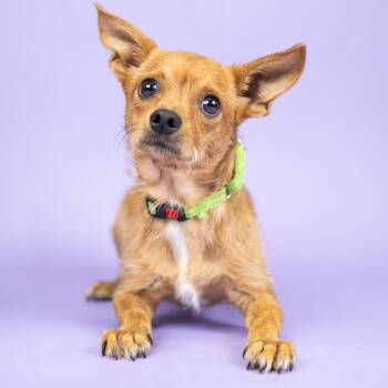 Pete -  Chihuahua and Terrier Dog for Adoption in Portland, Oregon - Pete | PetCurious